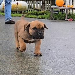 YELLOW - Brown female Boerboel puppy in Ferndale, California from WILDCAT BOERBOELS