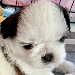 Casper - Gold and white male Shih Tzu puppy in Silver Lake, Oregon from Bling Shih Tzu