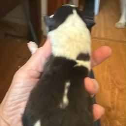 Elisheva - Black white and tan male Collie puppy in Malvern, Arkansas from Lost Acres Collies