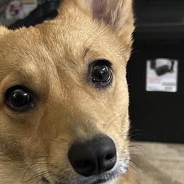 Pembroke Welsh Corgis from Wolf Creek Corgis