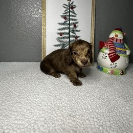 Minnie - Brindle female Dachshund puppy in Tahlequah, Oklahoma from Quick Little Dachshunds