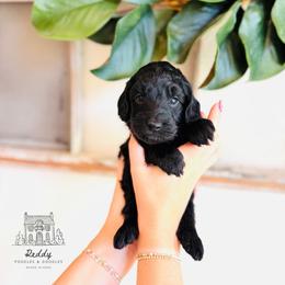 Cypress - Black male Goldendoodle puppy in Elizabethtown, Kentucky from Reddy Poodles & Doodles