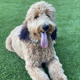 Purple - Goldendoodle