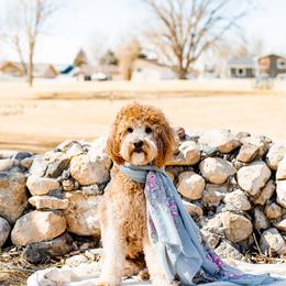Goldendoodle puppies from 307 Doodles