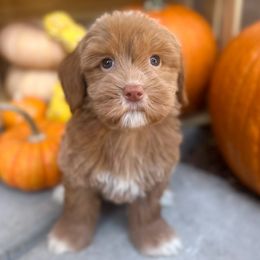 Annabelle - Caramel ice Australian Labradoodle puppy in Palmdale, California from Doodles_Ko