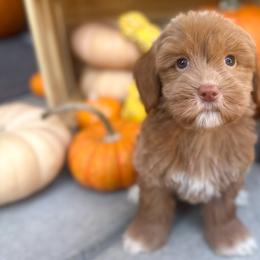 Annabelle - Caramel ice Australian Labradoodle puppy in Palmdale, California from Doodles_Ko