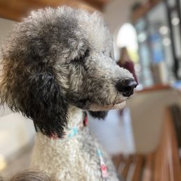 Penny - Poodle