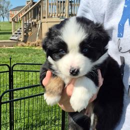 Ivy - Black tri-color female Australian Shepherd puppy in Harrodsburg, Kentucky from Triple M Aussies