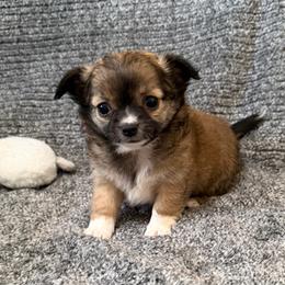 Kevin - Black sabled silver male Chihuahua puppy in Seneca, Missouri from Stephanie’s Puppy Colony