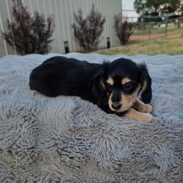 Black and Cream Girl - Black and cream female Dachshund puppy in Choctaw, Oklahoma from TS Performance Horses & Dachshunds