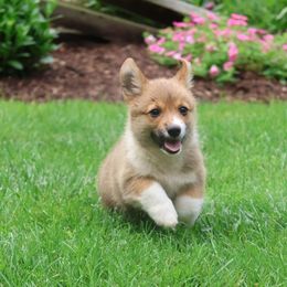 Brooklyn - Red female Pembroke Welsh Corgi puppy in Morgantown, Pennsylvania from Goldstar Puppies (License Number 18519)