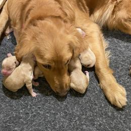 Golden Retriever Puppies from Prim's Golden Retrievers