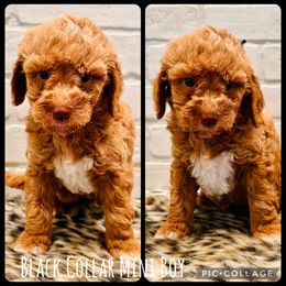 Black Collar Boy - Red  male Goldendoodle puppy in San Augustine, Texas from Vintage Doodles