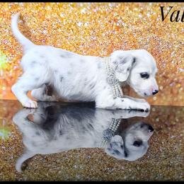 Valor (Longcoat) - White and black male Dalmatian puppy in Salem, Missouri from Paradise Spots Dalmatians