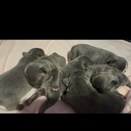 Girl 3 - Blue female French Bulldog puppy in Gerber, California from In The Zone Dog Training and Breeding