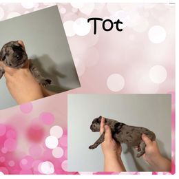 Great Dane Puppies from Alchemy Danes