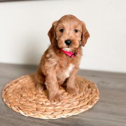 Pearl - Apricot female Goldendoodle puppy in Billings, Montana from Montana Raised Doodles
