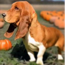 Zenny - Basset Hound
