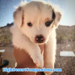 Houston (Blue Collar) - Blue merle male Toy Australian Shepherd puppy in Dolan Springs, Arizona from High Desert Companions