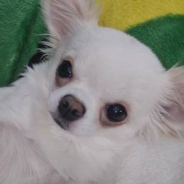 Poppy - Chihuahua