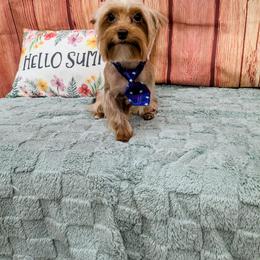 Dash - Yorkshire Terrier
