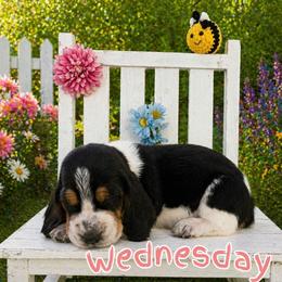 Wednesday - Black white and brown female Basset Hound puppy in Denison, Texas from Emma Lou's Baby Bassets