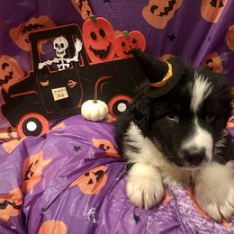Australian Shepherd and Collie Puppies from Nicara kennel