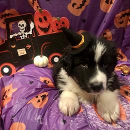 Australian Shepherd and Collie Puppies from Nicara kennel