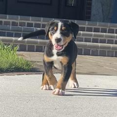 Greater Swiss Mountain Dog and Nederlandse Kooikerhondje Puppies from Ambermoon Kooikerhondje Blackamber Greater Swiss Mountain Dogs