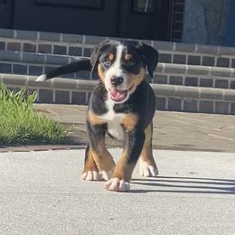 Greater Swiss Mountain Dog and Nederlandse Kooikerhondje Puppies from Ambermoon Kooikerhondje Blackamber Greater Swiss Mountain Dogs
