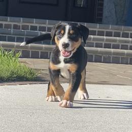 Greater Swiss Mountain Dog and Nederlandse Kooikerhondje Puppies from Ambermoon Kooikerhondje Blackamber Greater Swiss Mountain Dogs