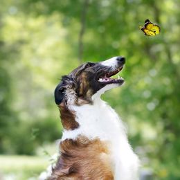 Borzois from Elysium Borzoi
