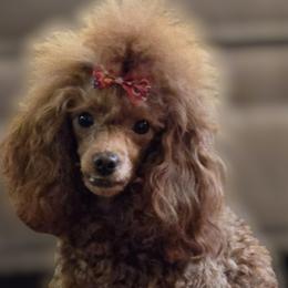 Penny - Poodle