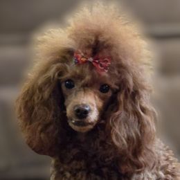 Penny - Poodle