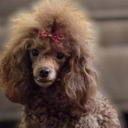 Penny - Poodle