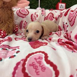 Chloe - Cream female Dachshund puppy in Lake City, Florida from My Ditzy Doxies of Florida