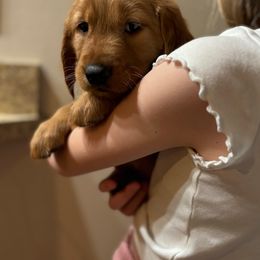 Assorted Doodle Crosses and Golden Retriever Puppies from Golden Palms Puppies