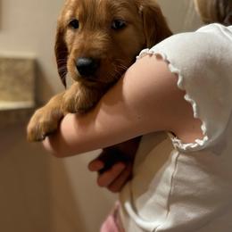 Assorted Doodle Crosses and Golden Retriever Puppies from Golden Palms Puppies