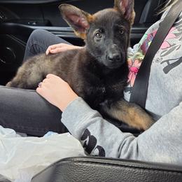 Dolly - Sable female German Shepherd puppy in Cave City, Arkansas from Bayou Valley Shepherds and American Hunt Terriers
