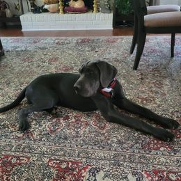 Great Danes from Gentle Giant Danes, LLC