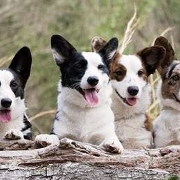 Cardigan Welsh Corgis from Onalee Cardigans
