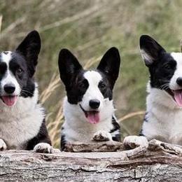Cardigan Welsh Corgis from Onalee Cardigans