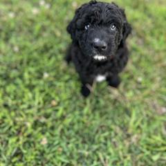 Saint Berdoodle Puppies from Highland Ridge Doodles