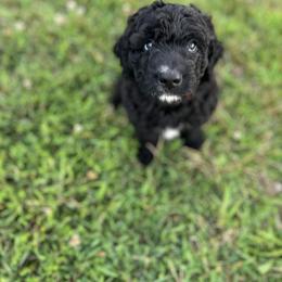 Saint Berdoodle Puppies from Highland Ridge Doodles