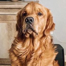Cocker Spaniels from California Cocker Spaniel