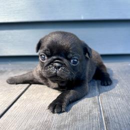 Tinker Bell - Black female Pug puppy in Cedar Rapids, Iowa from Greener Hills Pugs