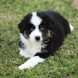 Gauge - Black tri-color male Australian Shepherd puppy in Olivehurst, California from Double M Aussies