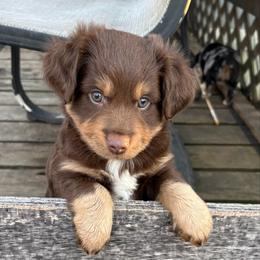 Red - Red tri male Miniature Australian Shepherd puppy in Fort Smith, Arkansas from Rye Hill Aussies