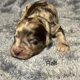 Ralf - Merle male Goldendoodle puppy in New Ringgold, Pennsylvania from Hawk Mountain Doodles
