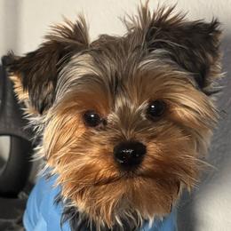 Ace - Yorkshire Terrier